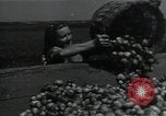 Image of potato farming Germany, 1950, second 43 stock footage video 65675027098