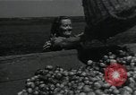Image of potato farming Germany, 1950, second 44 stock footage video 65675027098