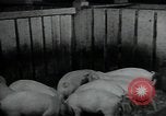 Image of potato farming Germany, 1950, second 47 stock footage video 65675027098