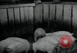 Image of potato farming Germany, 1950, second 48 stock footage video 65675027098