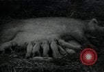 Image of potato farming Germany, 1950, second 52 stock footage video 65675027098