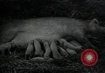 Image of potato farming Germany, 1950, second 54 stock footage video 65675027098