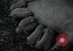 Image of potato farming Germany, 1950, second 56 stock footage video 65675027098