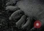 Image of potato farming Germany, 1950, second 57 stock footage video 65675027098