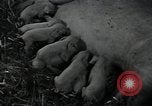 Image of potato farming Germany, 1950, second 58 stock footage video 65675027098