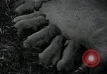 Image of potato farming Germany, 1950, second 59 stock footage video 65675027098