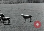 Standbild Branchen Mazamet in Frankreich, 1950, aus Sekunde 41 historischem Filmmaterial Videoclip 65675027106