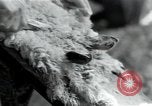 Standbild wolle Werk Mazamet in Frankreich, 1950, aus Sekunde 16 historischem Filmmaterial Videoclip 65675027107