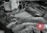Standbild wolle Werk Mazamet in Frankreich, 1950, aus Sekunde 25 historischem Filmmaterial Videoclip 65675027107