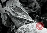 Standbild wolle Werk Mazamet in Frankreich, 1950, aus Sekunde 31 historischem Filmmaterial Videoclip 65675027107