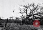 Image fruits arbres coupés France, 1917, de la seconde 6 séquences d'archives historiques vidéo 65675027247