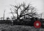 Image fruits arbres coupés France, 1917, de la seconde 8 séquences d'archives historiques vidéo 65675027247