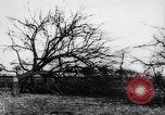 Image fruits arbres coupés France, 1917, de la seconde 10 séquences d'archives historiques vidéo 65675027247