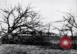 Image fruits arbres coupés France, 1917, de la seconde 11 séquences d'archives historiques vidéo 65675027247