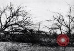 Image fruits arbres coupés France, 1917, de la seconde 12 séquences d'archives historiques vidéo 65675027247