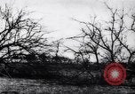 Image fruits arbres coupés France, 1917, de la seconde 13 séquences d'archives historiques vidéo 65675027247