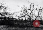 Image fruits arbres coupés France, 1917, de la seconde 14 séquences d'archives historiques vidéo 65675027247