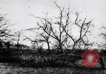 Image fruits arbres coupés France, 1917, de la seconde 15 séquences d'archives historiques vidéo 65675027247