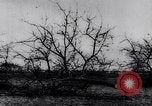 Image fruits arbres coupés France, 1917, de la seconde 16 séquences d'archives historiques vidéo 65675027247