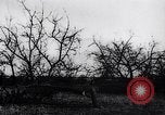 Image fruits arbres coupés France, 1917, de la seconde 18 séquences d'archives historiques vidéo 65675027247