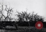 Image fruits arbres coupés France, 1917, de la seconde 20 séquences d'archives historiques vidéo 65675027247