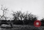 Image fruits arbres coupés France, 1917, de la seconde 21 séquences d'archives historiques vidéo 65675027247