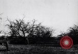 Image fruits arbres coupés France, 1917, de la seconde 23 séquences d'archives historiques vidéo 65675027247