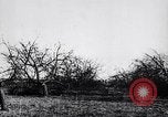 Image fruits arbres coupés France, 1917, de la seconde 24 séquences d'archives historiques vidéo 65675027247