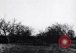 Image fruits arbres coupés France, 1917, de la seconde 26 séquences d'archives historiques vidéo 65675027247