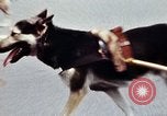 Image of Tucson Mountain Men Washington DC USA, 1976, second 30 stock footage video 65675027397