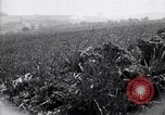 Immagine di Area in Francia indenne dalla guerra Picardia Francia, 1918, secondo 12 filmato di repertorio 65675027490