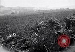Immagine di Area in Francia indenne dalla guerra Picardia Francia, 1918, secondo 13 filmato di repertorio 65675027490