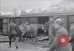 Immagine di Muli caricati su un treno Francia, 1918, secondo 17 filmato di repertorio 65675027499