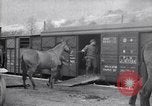 Immagine di Muli caricati su un treno Francia, 1918, secondo 21 filmato di repertorio 65675027499