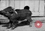 Image of US First Division troops  France, 1918, second 29 stock footage video 65675027501
