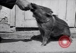 Image of US First Division troops  France, 1918, second 33 stock footage video 65675027501