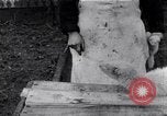 Standbild Mann Serbien, 1917, aus Sekunde 21 historischem Filmmaterial Videoclip 65675027537