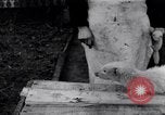 Standbild Mann Serbien, 1917, aus Sekunde 25 historischem Filmmaterial Videoclip 65675027537