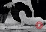 Standbild Mann Serbien, 1917, aus Sekunde 33 historischem Filmmaterial Videoclip 65675027537