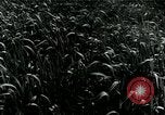 Image of Farm machinery and transportation vehicles Germany, 1936, second 28 stock footage video 65675027595