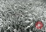 Image of Farm machinery and transportation vehicles Germany, 1936, second 29 stock footage video 65675027595