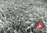 Image of Farm machinery and transportation vehicles Germany, 1936, second 30 stock footage video 65675027595