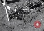 Image of Secretary of State Cordell Hull visits U.S. 4th Division Cemetery Normandy France, 1944, second 28 stock footage video 65675027617