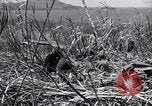 Image US Marines dans des abris improvisés Saipan Îles Mariannes du Nord, 1944, de la seconde 62 séquences d'archives historiques vidéo 65675027622
