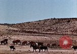 Image of Cowboys and ranches in Arizona Arizona United States USA, 1939, second 15 stock footage video 65675027894