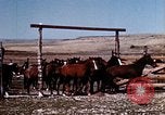 Image of Cowboys and ranches in Arizona Arizona United States USA, 1939, second 17 stock footage video 65675027894