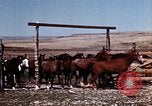 Image of Cowboys and ranches in Arizona Arizona United States USA, 1939, second 18 stock footage video 65675027894