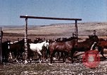 Image of Cowboys and ranches in Arizona Arizona United States USA, 1939, second 20 stock footage video 65675027894