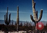 Image of Coconino National Forest Arizona United States USA, 1939, second 56 stock footage video 65675027896