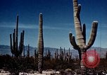 Image of Coconino National Forest Arizona United States USA, 1939, second 58 stock footage video 65675027896